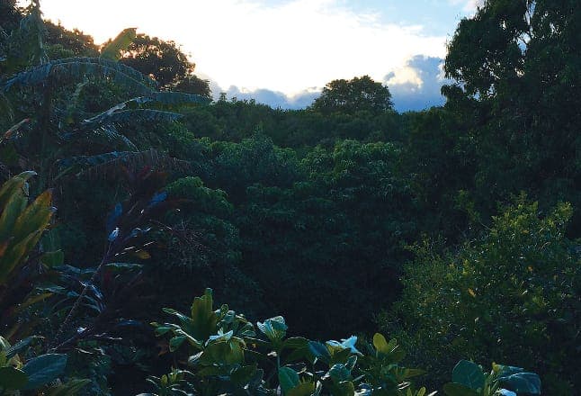 Surgeon to release album recorded in the Hawaiian jungle on Editions Mego