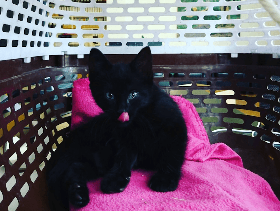 Help Fabric name their new office cat