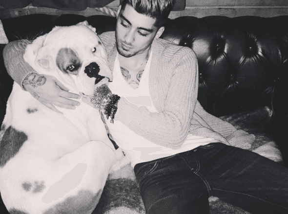 Zayn Malik goes a bit Disclosure on new single 'Like I Would'