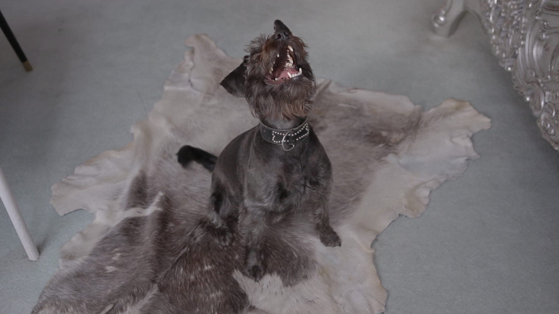 Not Waving's '24' video sees techno and dogs together at last