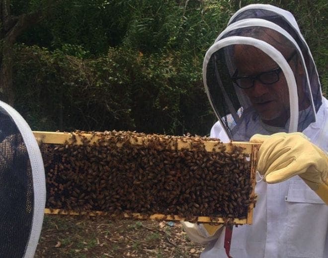 Flea keeps bees