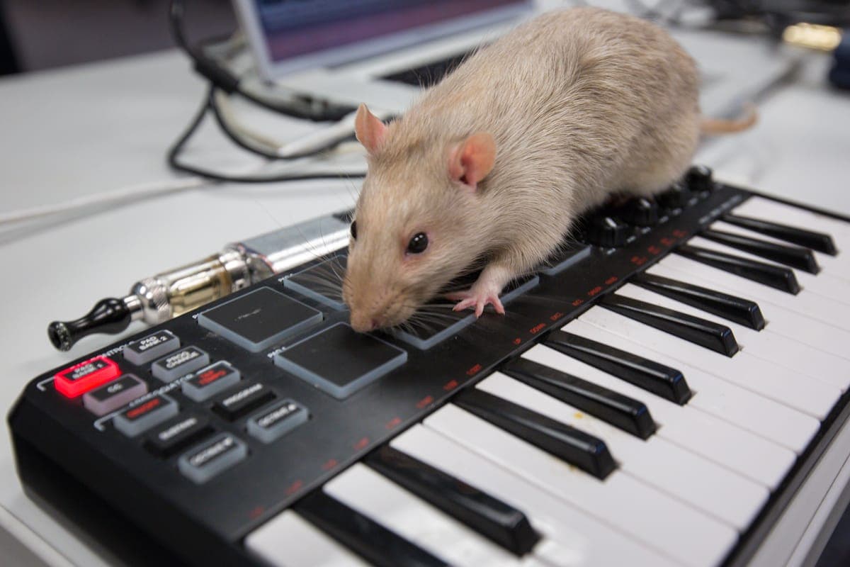 Some ASU students made rats play synthesizers, and it sounded like something on Tri Angle