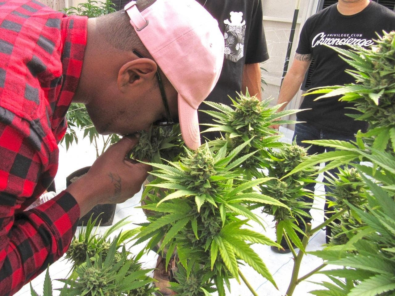 Cam’ron developing “grape soda-flavored” weed strain