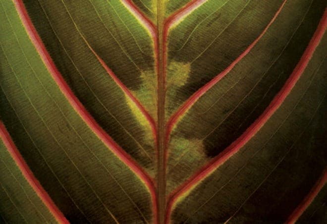 This Heat successor Lifetones set for reissue on Light In The Attic