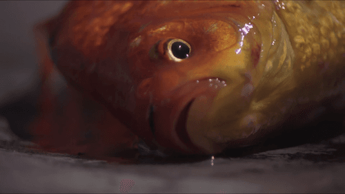 Watch Sigur Ros’s latest Mystery Film Experiment video