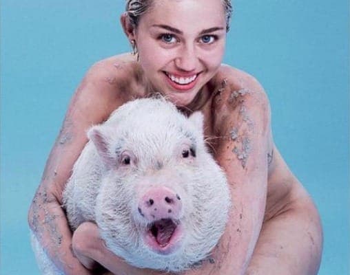 Miley Cyrus is naked and hugging a pig on the cover of PAPER magazine