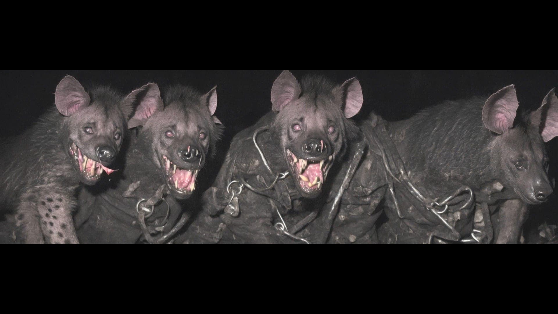 Gorgonn