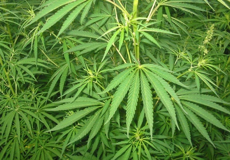 Ireland plans to decriminalise drugs including cannabis, cocaine and heroin