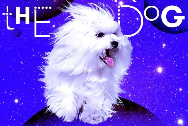 Basement Jaxx offshoot Geranimo & Mikey unveil dog-themed vogue anthem