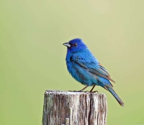 The world’s largest natural sound archive is now available to hear online