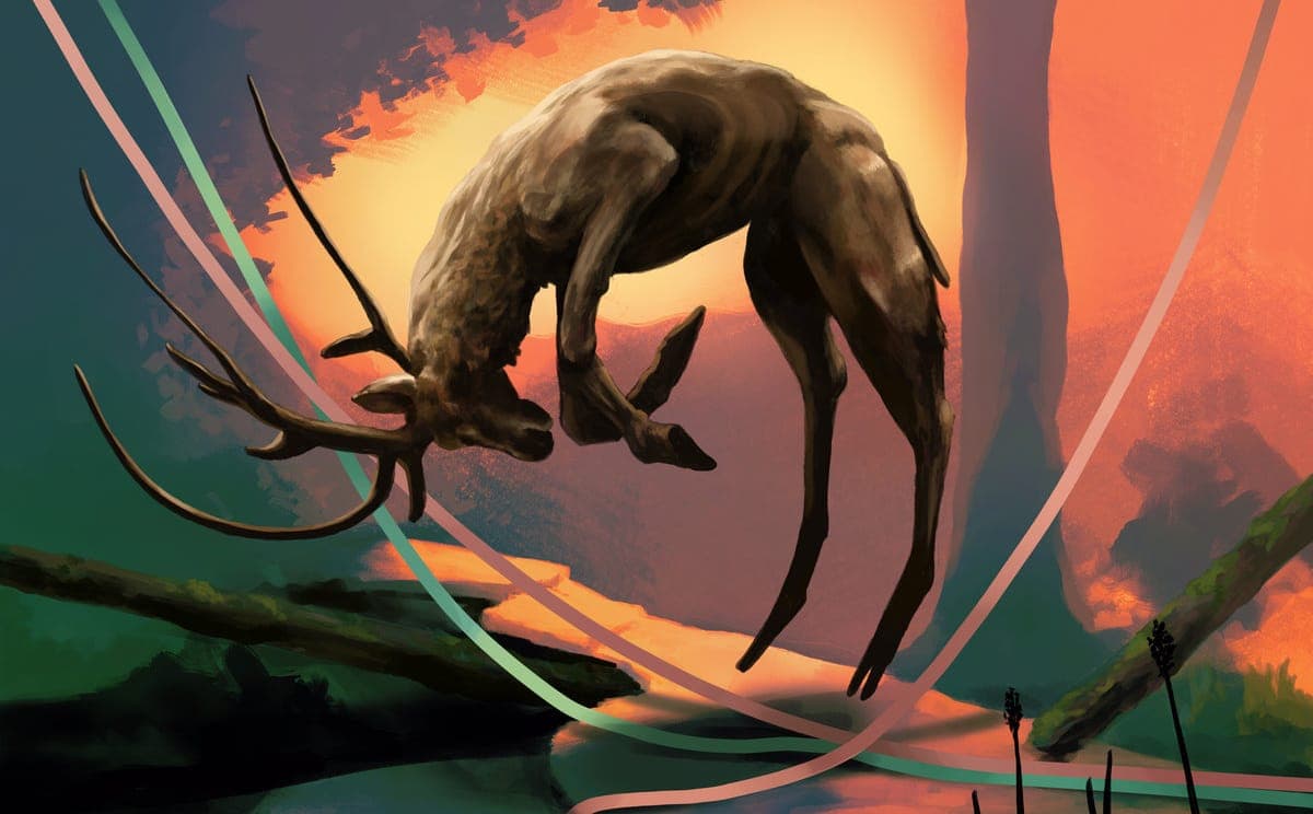 Limbo'