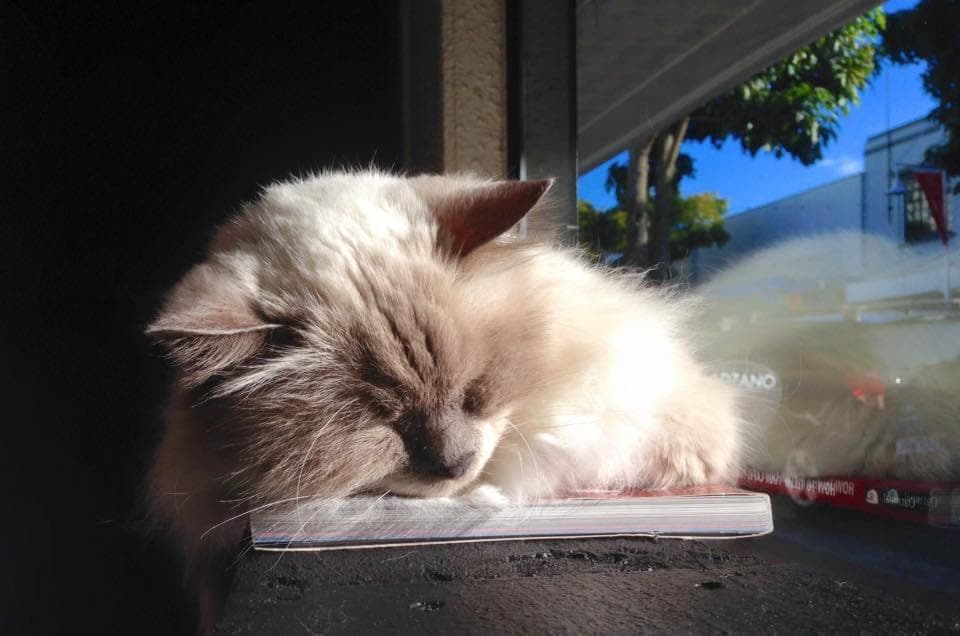 Record store fights to keep deaf cat in the store after customer complaint