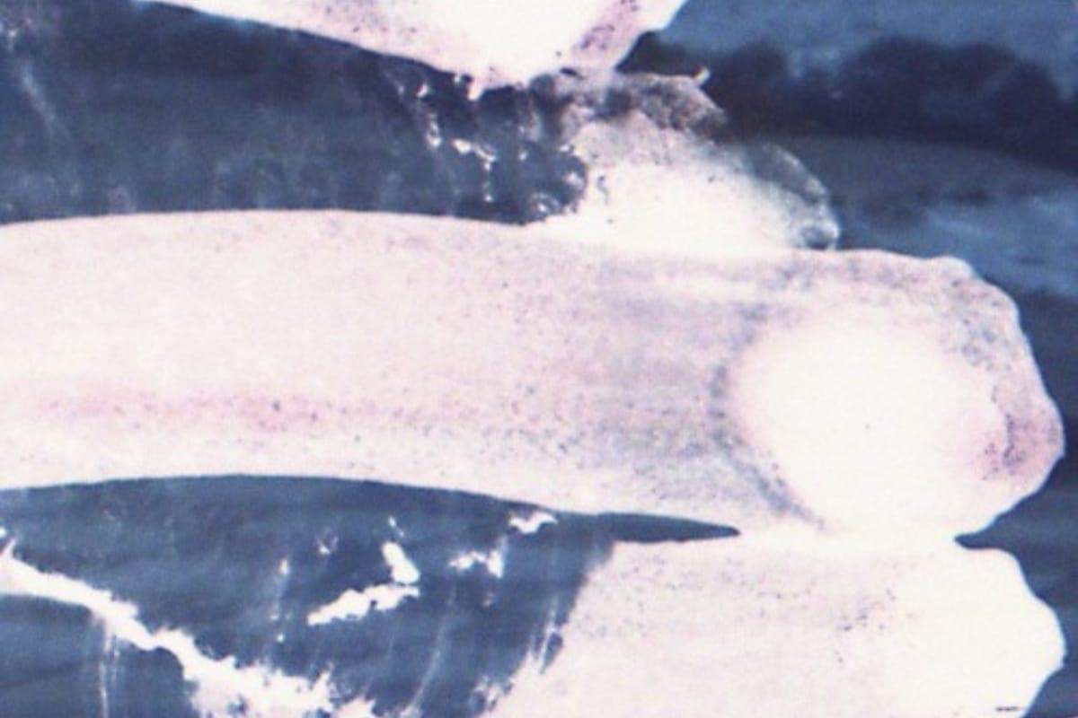 Echovolt re-visits a small part of Australian dance music history with Castel’s Estrel EP