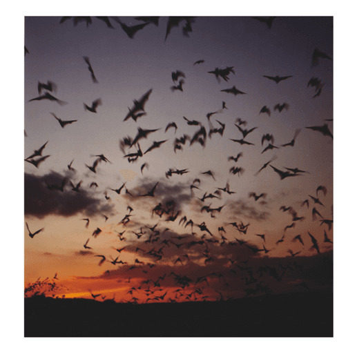 Jeremy Deller releases the bats on new edition for The Vinyl Factory