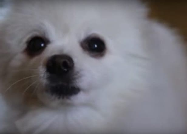 Fluffy dog covers Aphex Twin's 'Windowlicker'