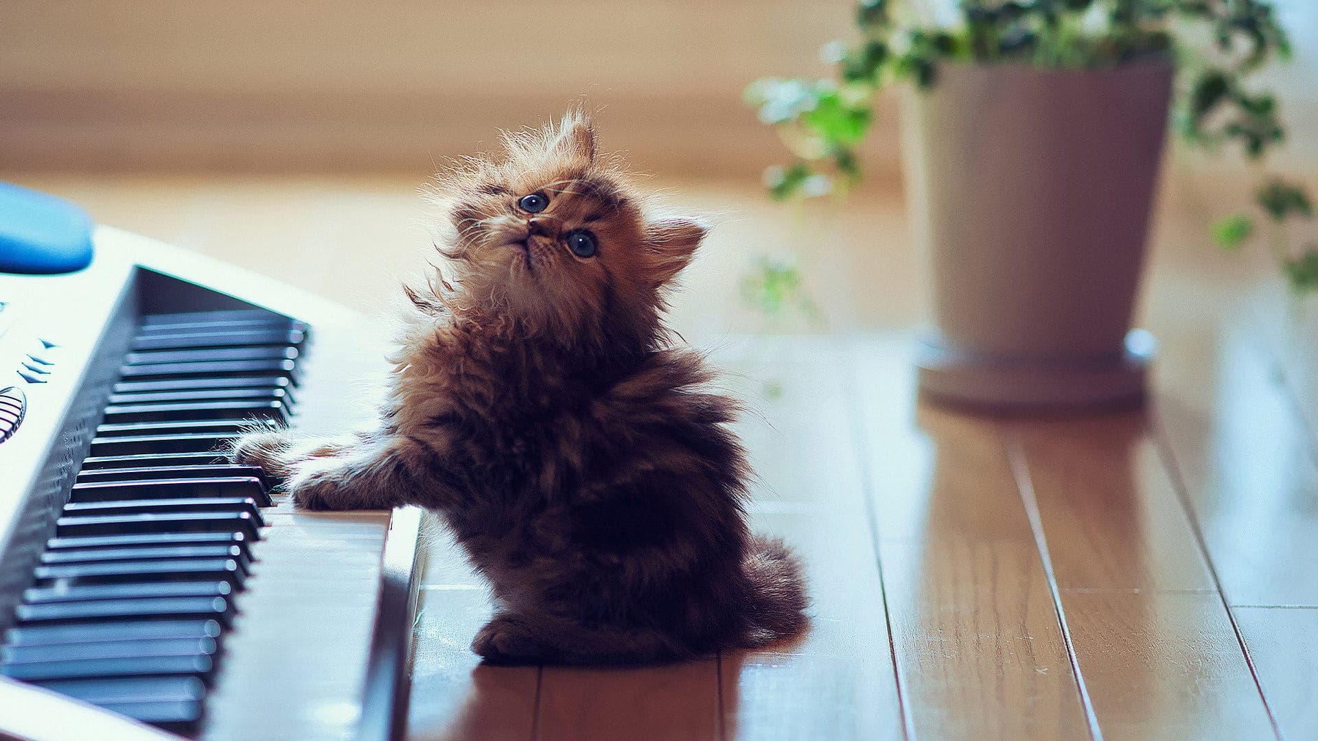 Scientists have developed music specifically for cats — this is what it sounds like