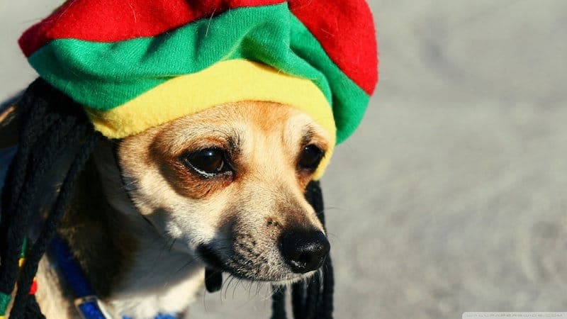 Dogs love reggae (and soft rock), according to new study