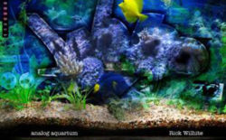 Rick Wilhite: Analog Aquarium