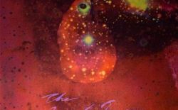 The Garnet Toucan