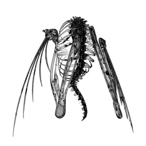 lotic-12.2.2015