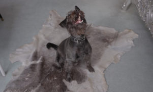 Not Waving's '24' video sees techno and dogs together at last