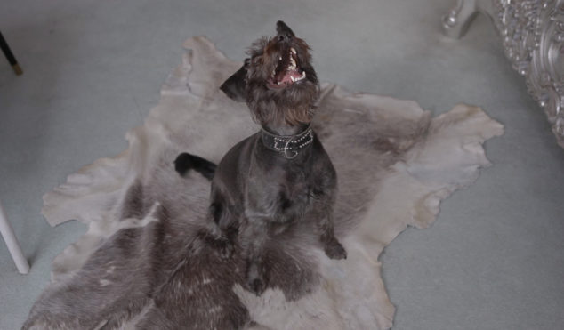 Not Waving’s ‘24′ video sees techno and dogs together at last