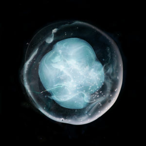 The Undivided Five album cover