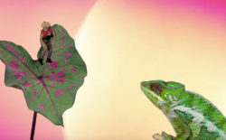 Cecilia Bengolea & Jeremy Deller Present: Bom Bom’s Dream