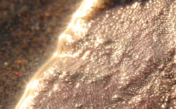 Arca collaborates with Oliver Coates on the haunting ‘Madre’