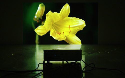 HOWE finds human emotion within machine intelligence in ‘A Yellow Flower’